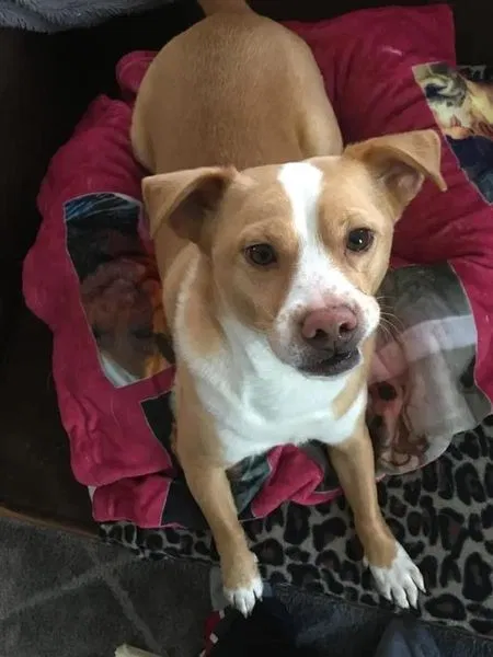 Lost dog in Janesville, WI, 53546