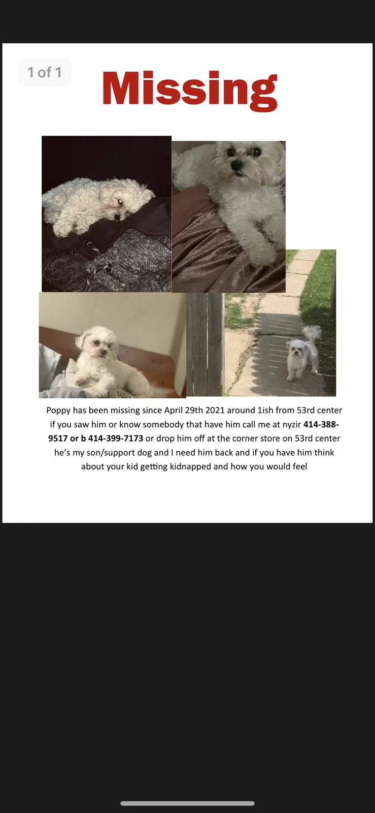 Lost dog in Milwaukee, WI, 53210