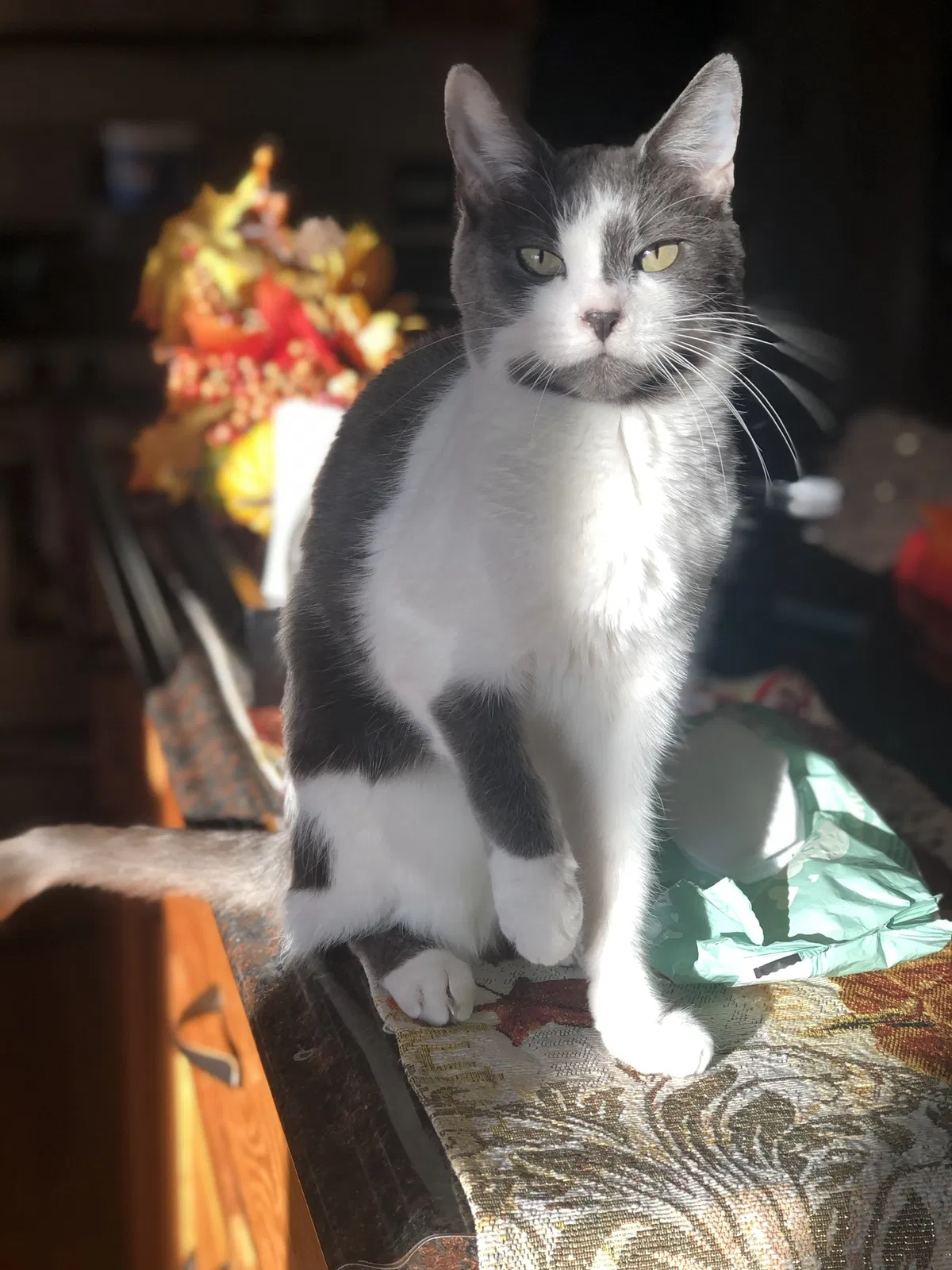 Lost cat in Center Line, MI, 48015
