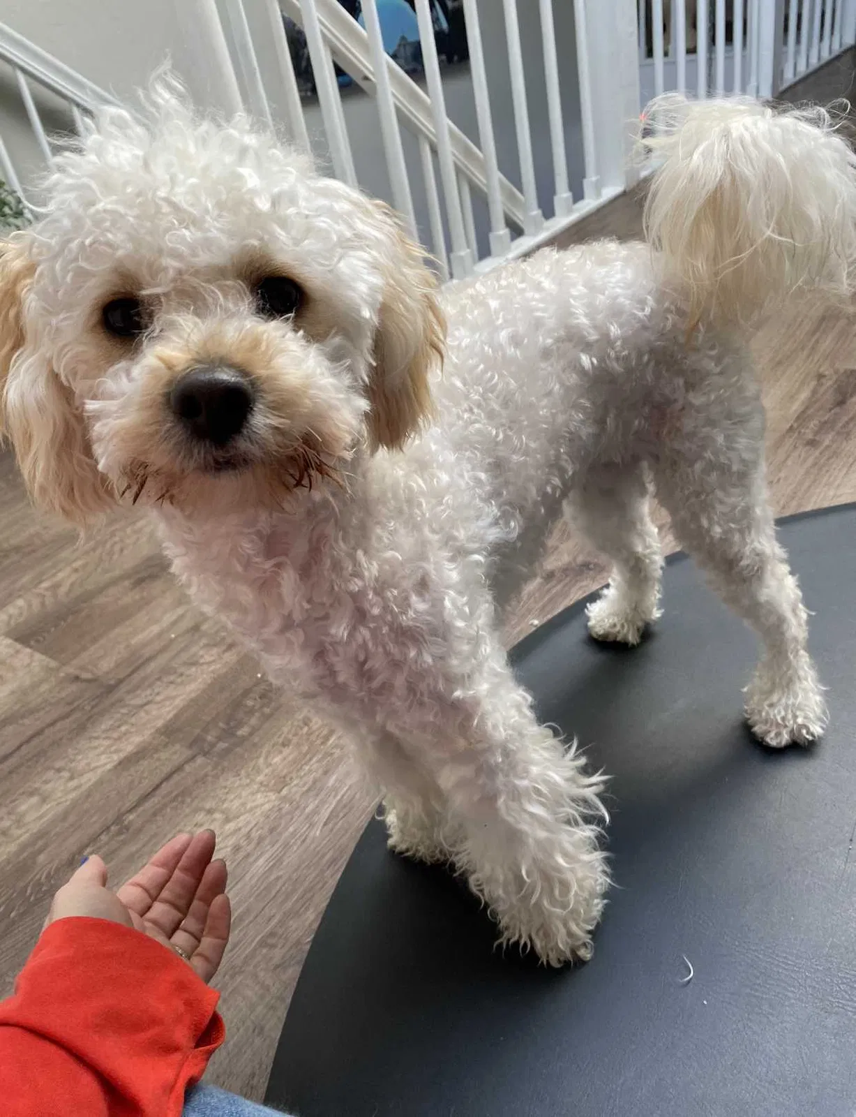 Lost dog in Vacaville, CA, 95688