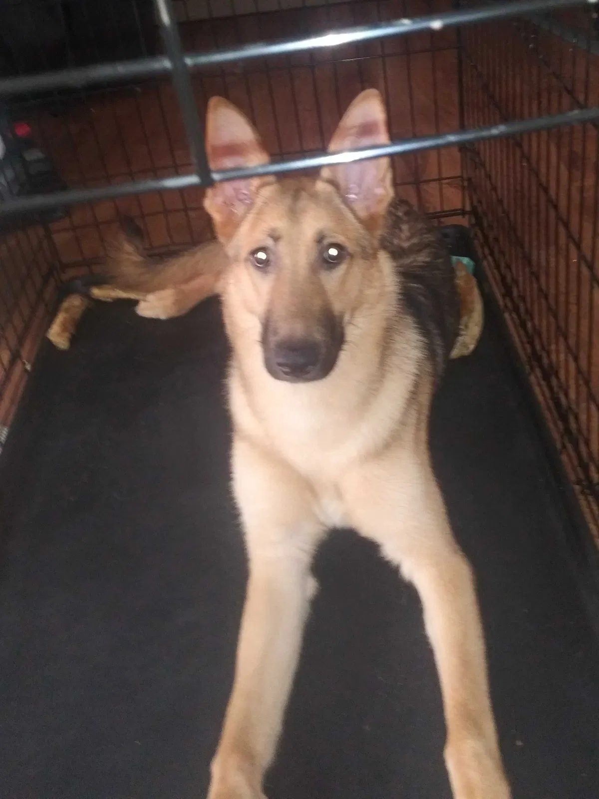 Lost dog in Austin, TX, 78758