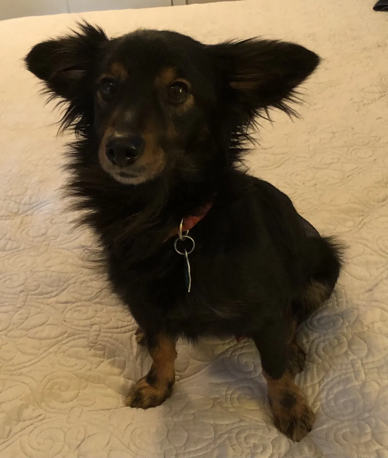 Lost dog in Rockville, MD, 20853