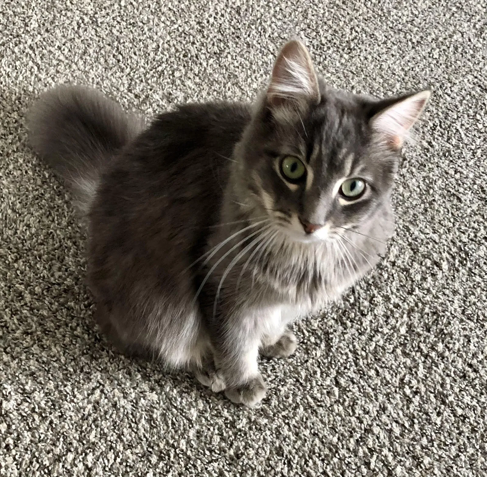Lost cat in West Columbia, SC, 29169
