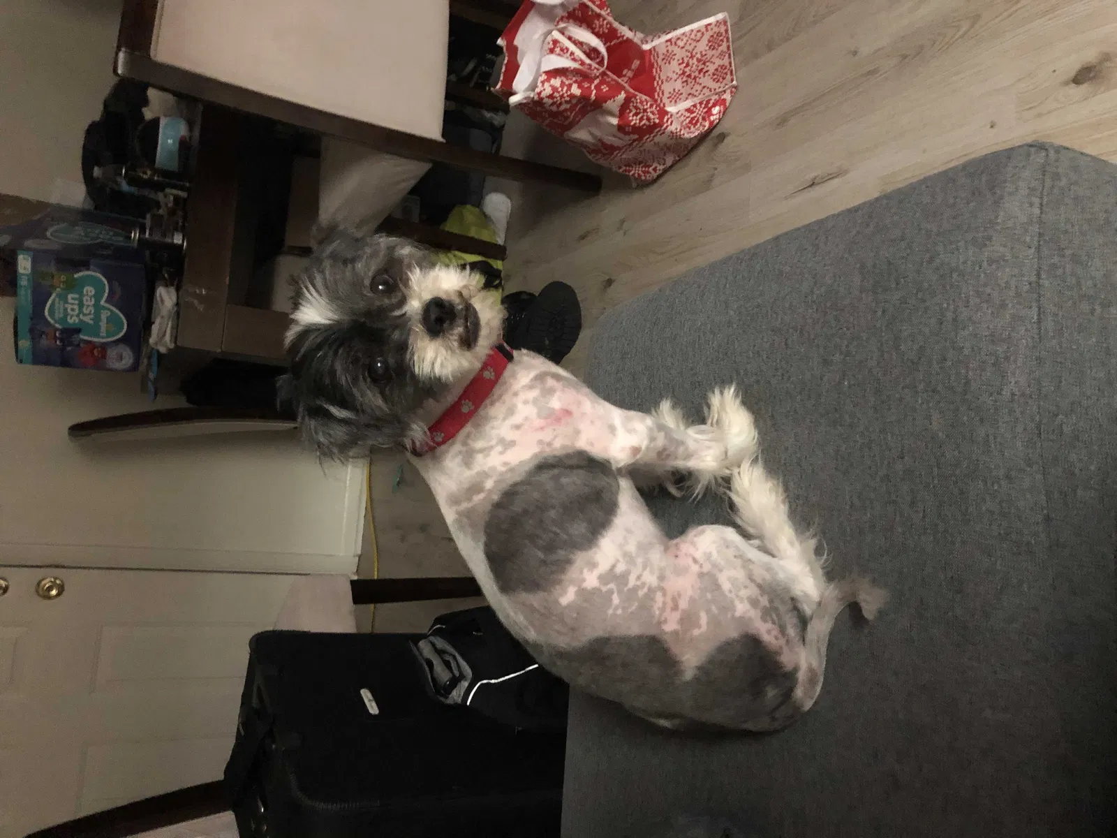 Lost dog in Baltimore, MD, 21212