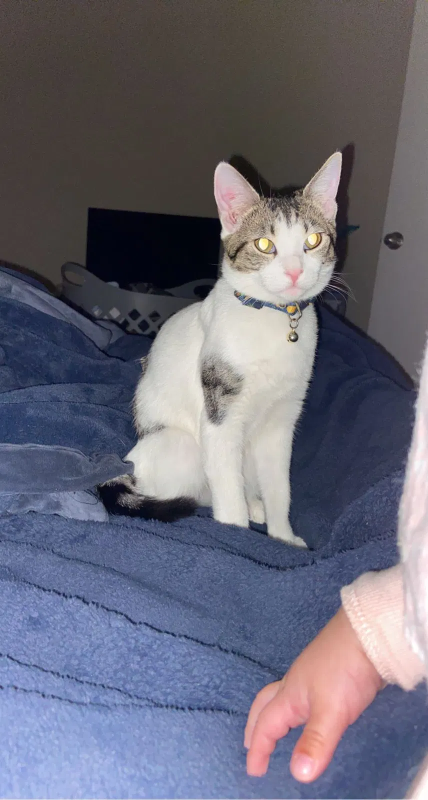 Lost cat in Phoenix, AZ, 85029