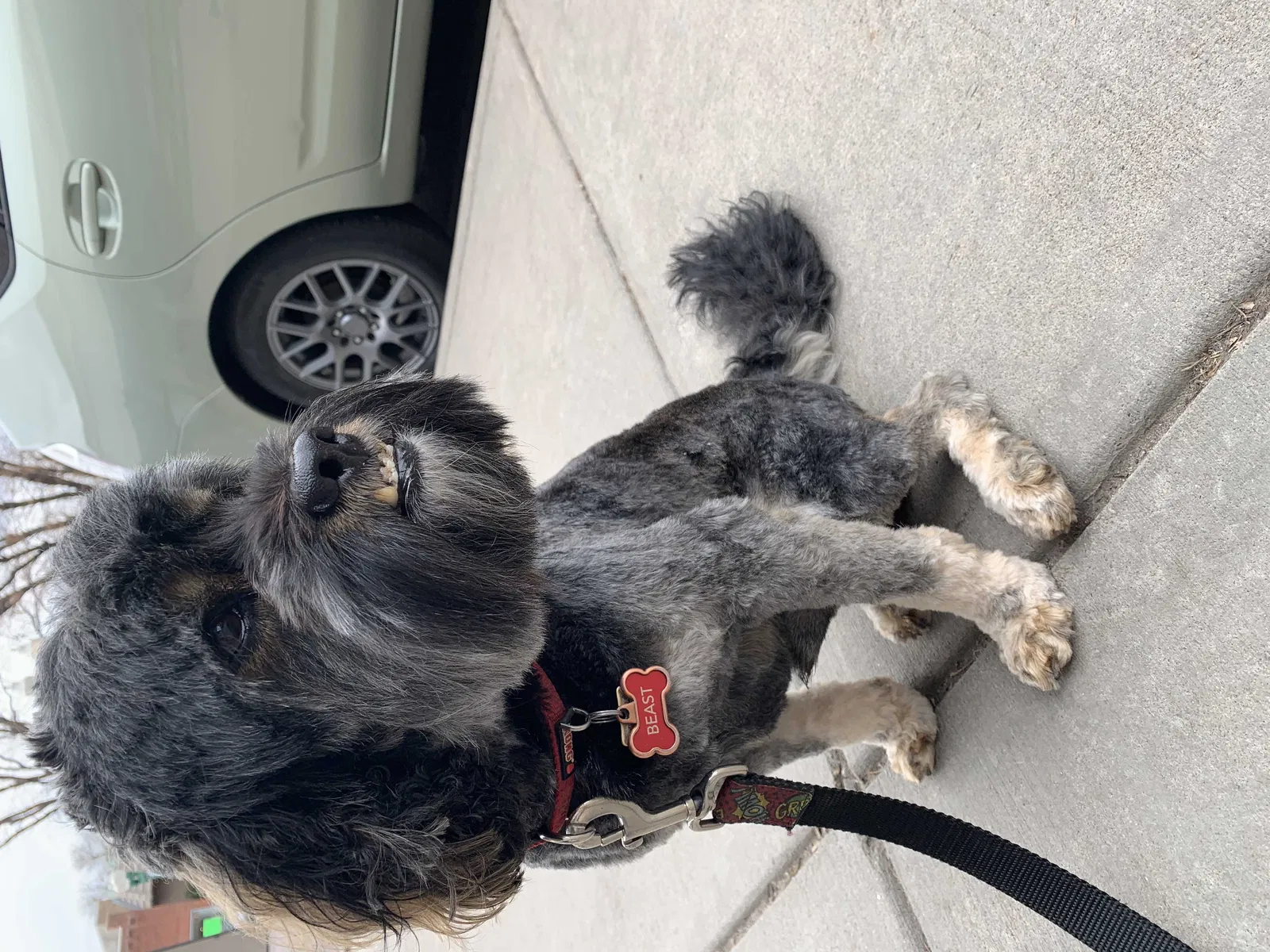 Lost dog in Arvada, CO, 80002