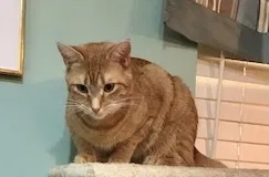 Lost cat in Hilliard, OH, 43026