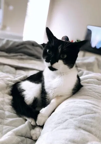 Lost cat in Goodyear, AZ, 85338