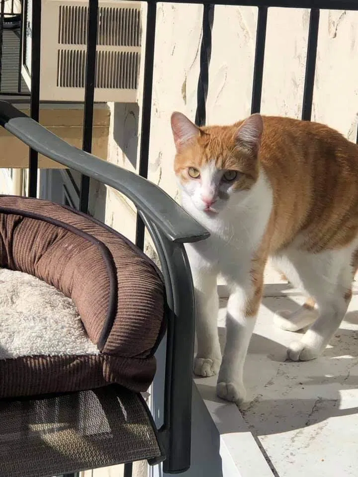 Lost cat in Escondido, CA, 92025