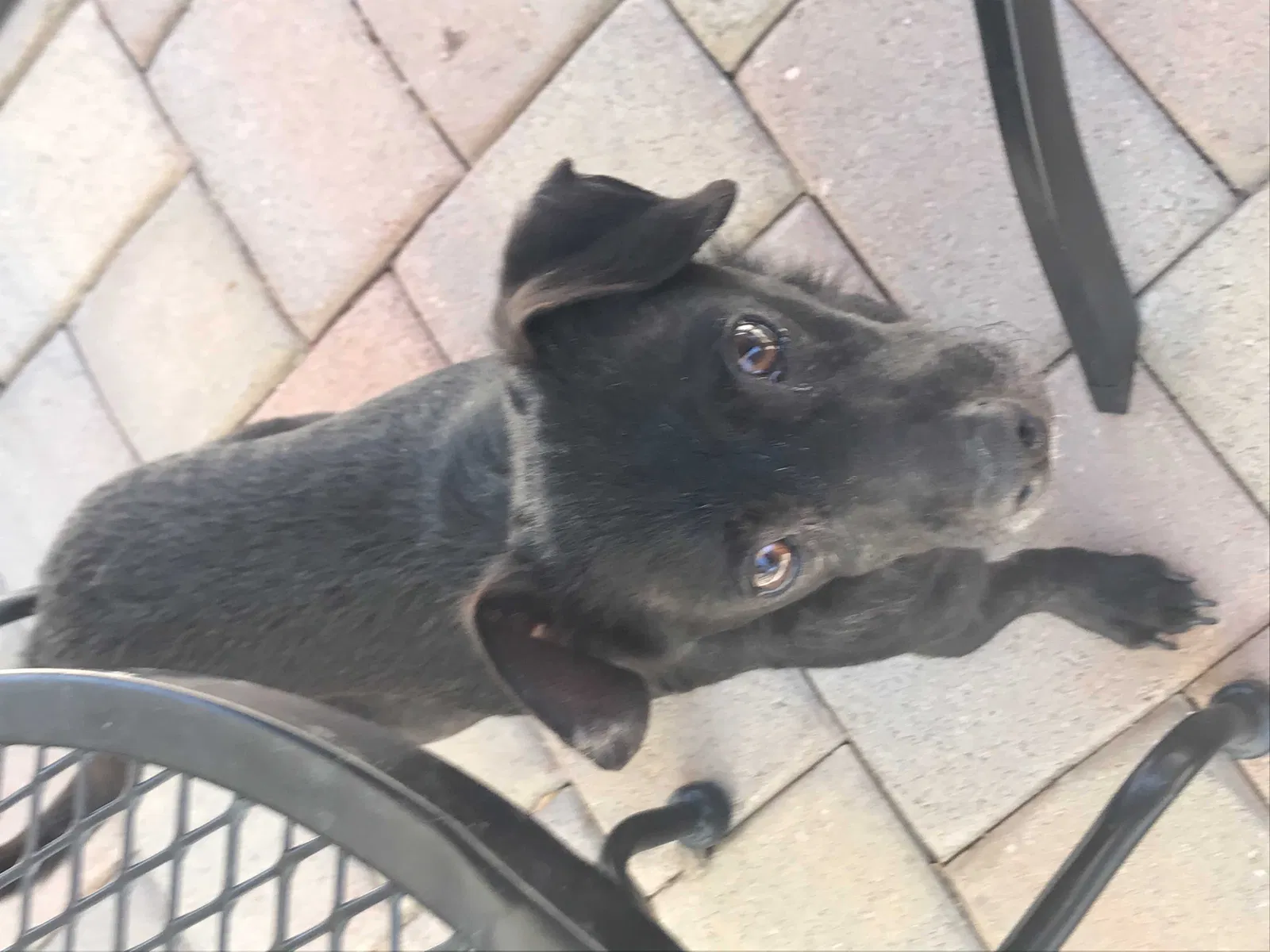 Lost dog in Sahuarita, AZ, 85629