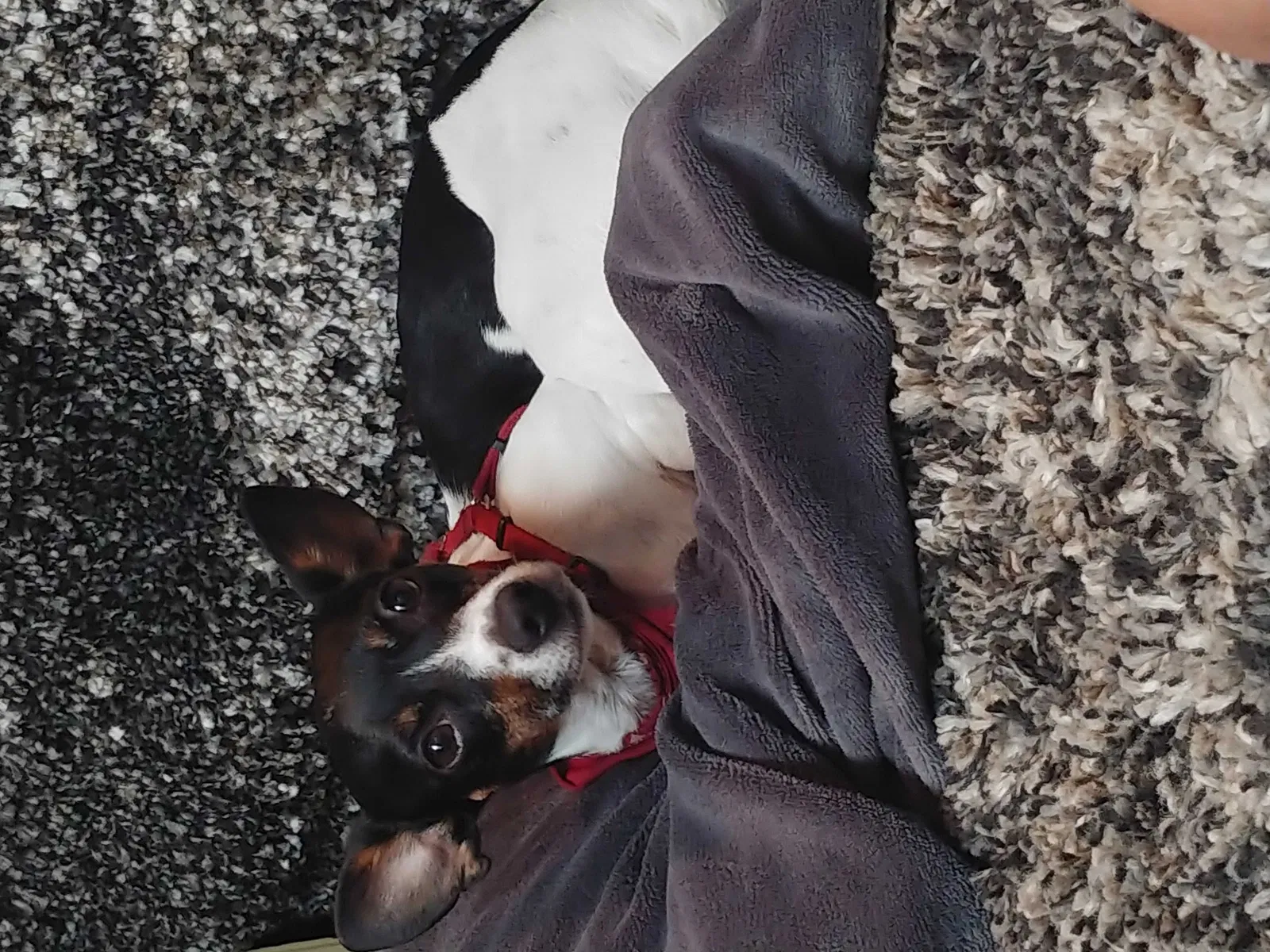 Lost dog in New Orleans, LA, 70118