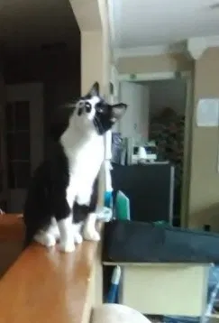 Lost cat in Milwaukee, WI, 53225