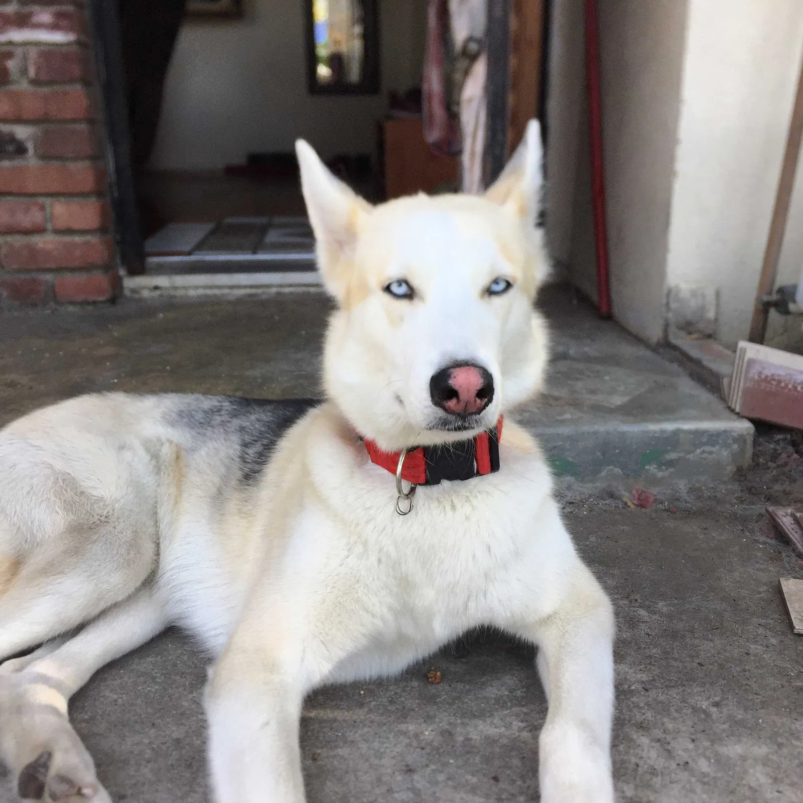 Lost dog in Yukon, OK, 73099