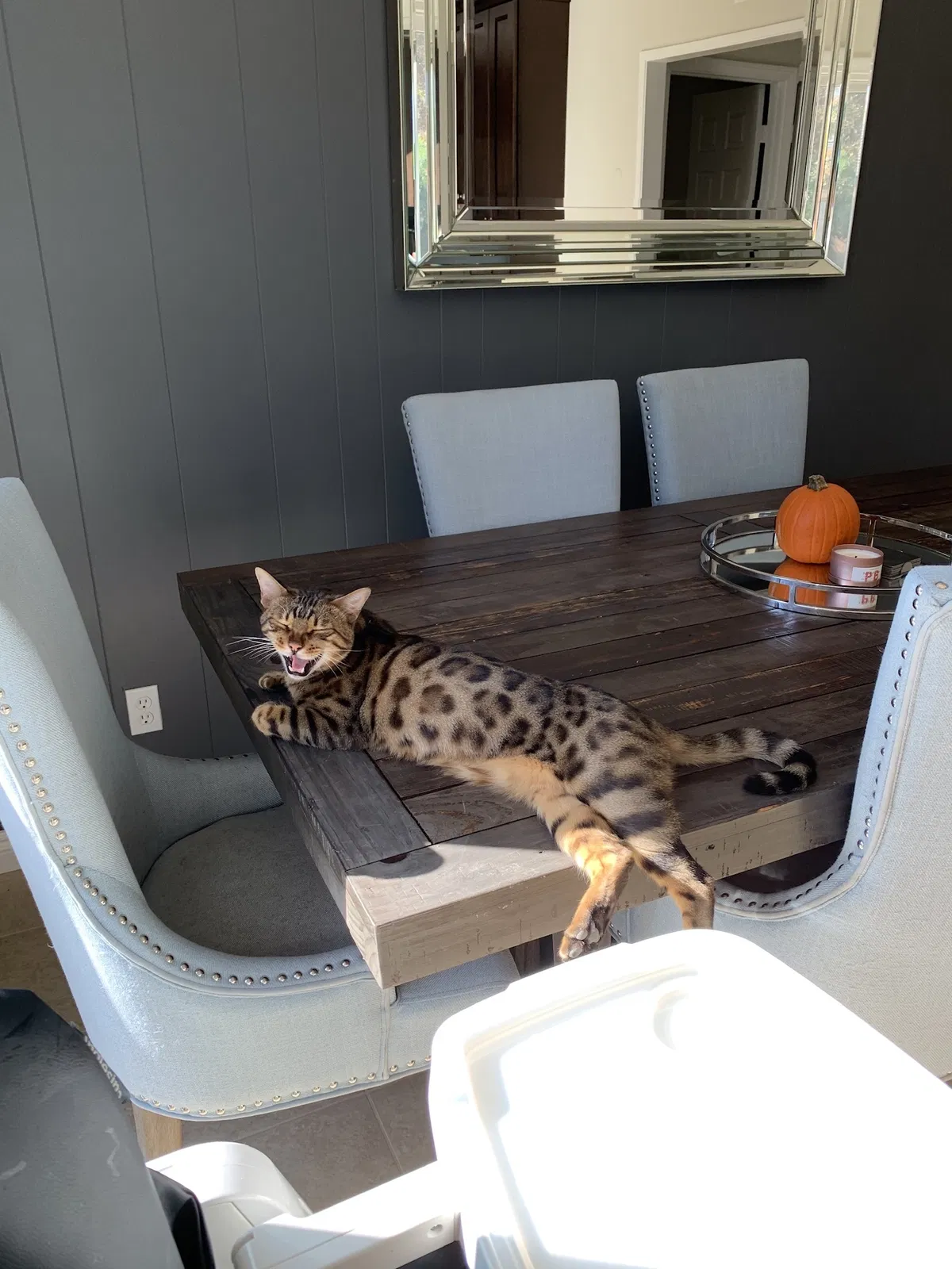 Lost cat in Santa Ana, CA, 92706