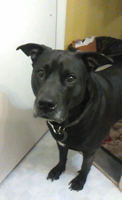 Lost dog in Stockbridge, GA, 30281