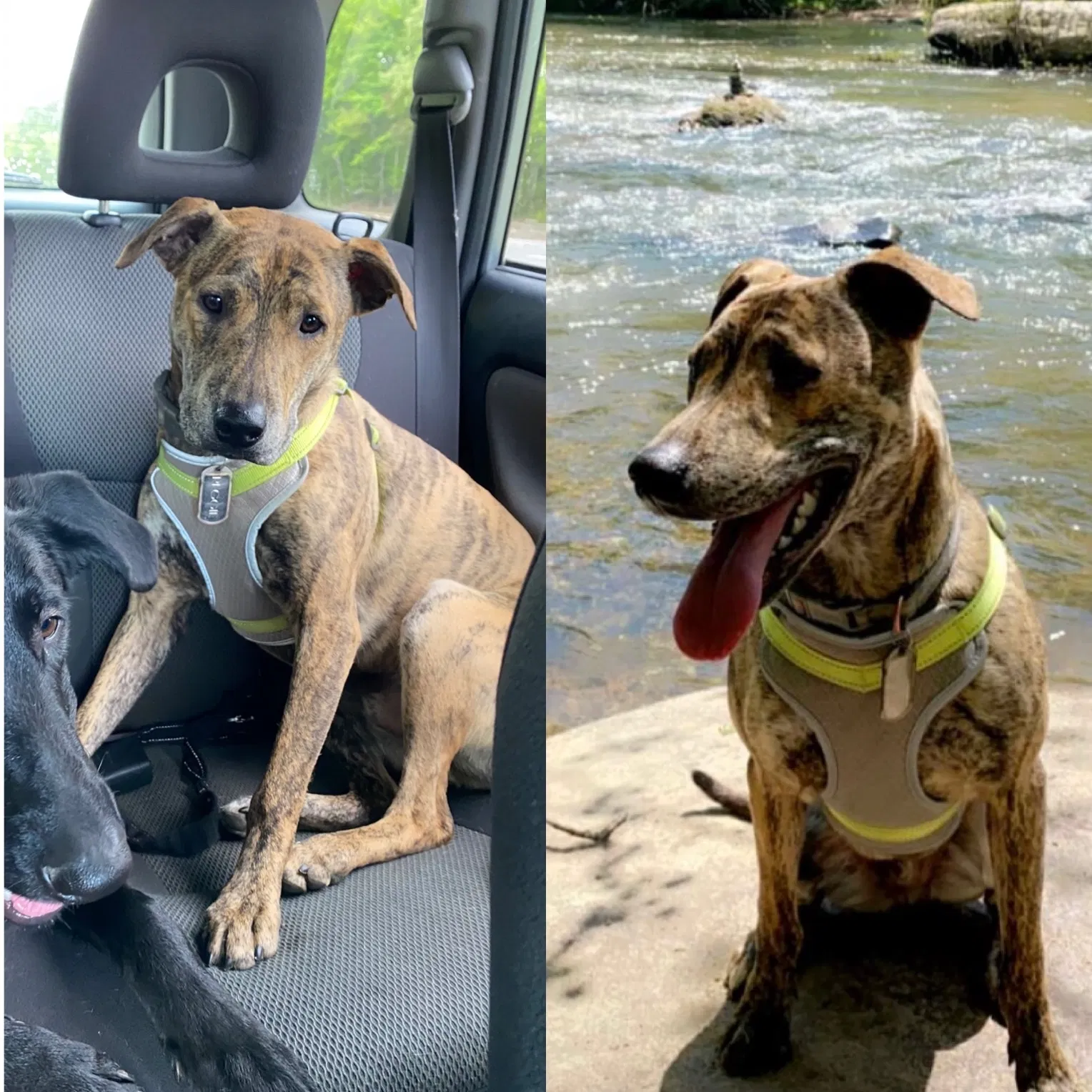 Lost dog in Richmond, VA, 23220