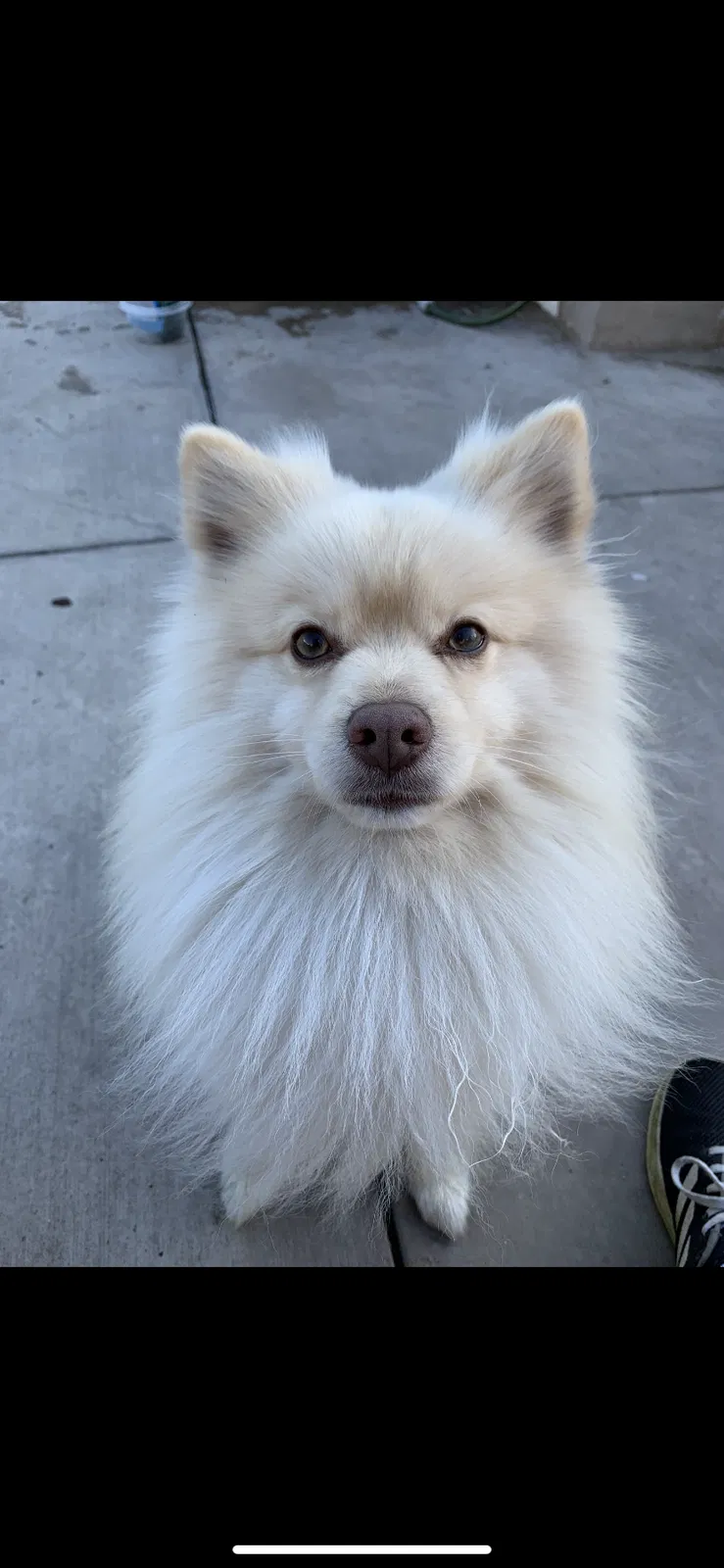 Lost dog in Los Angeles, CA, 90047