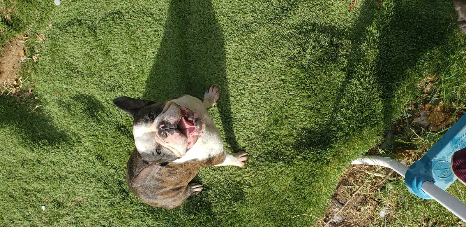 Lost dog in Rialto, CA, 92376