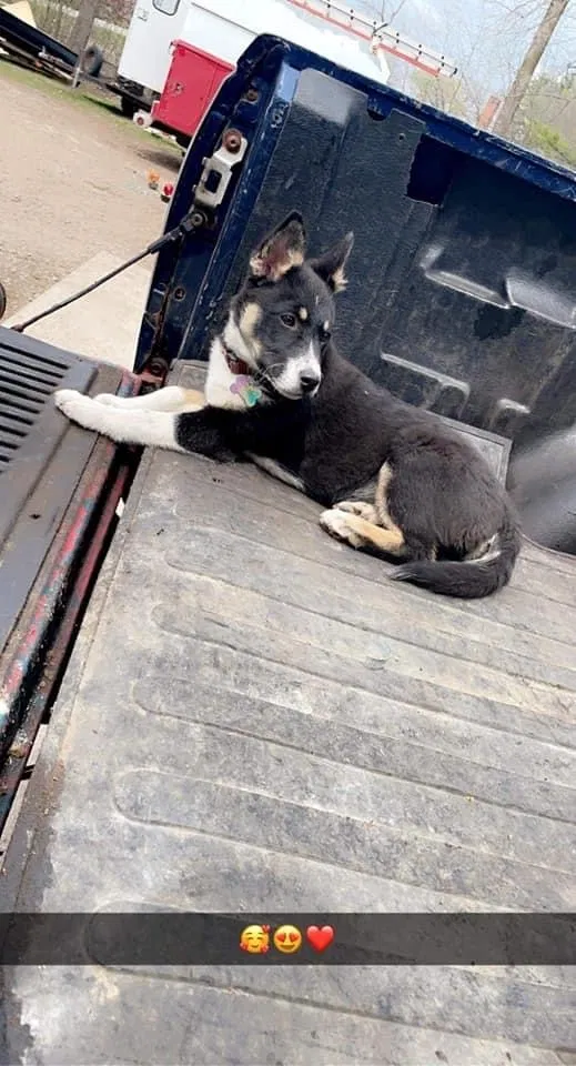 Lost dog in Neenah, WI, 54956