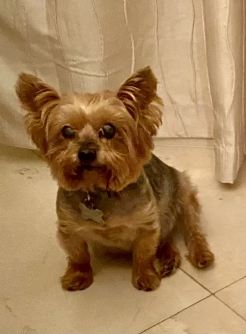 Lost dog in Fleming Island, FL, 32003