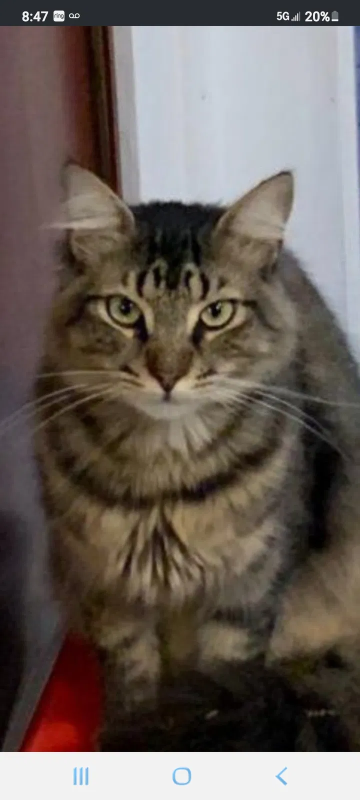 Lost cat in Miami, FL, 33176