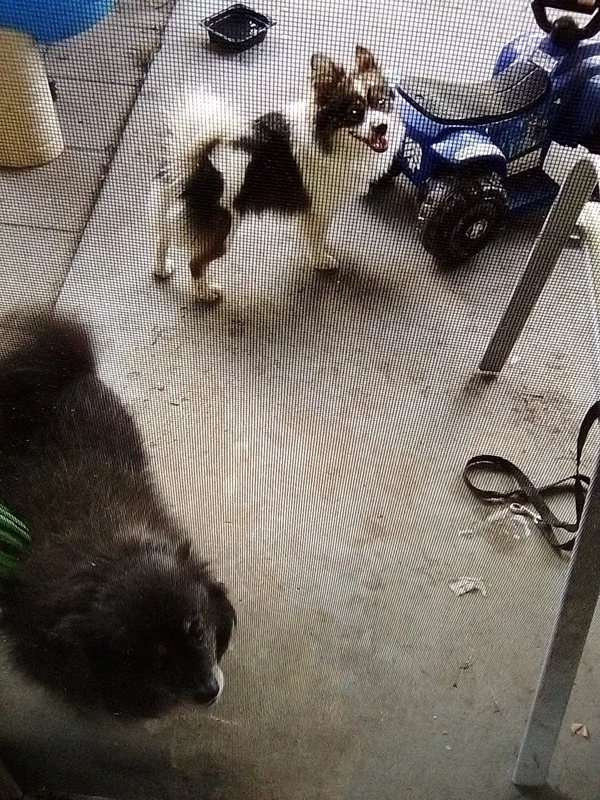 Lost dog in Garden Grove, CA, 92844