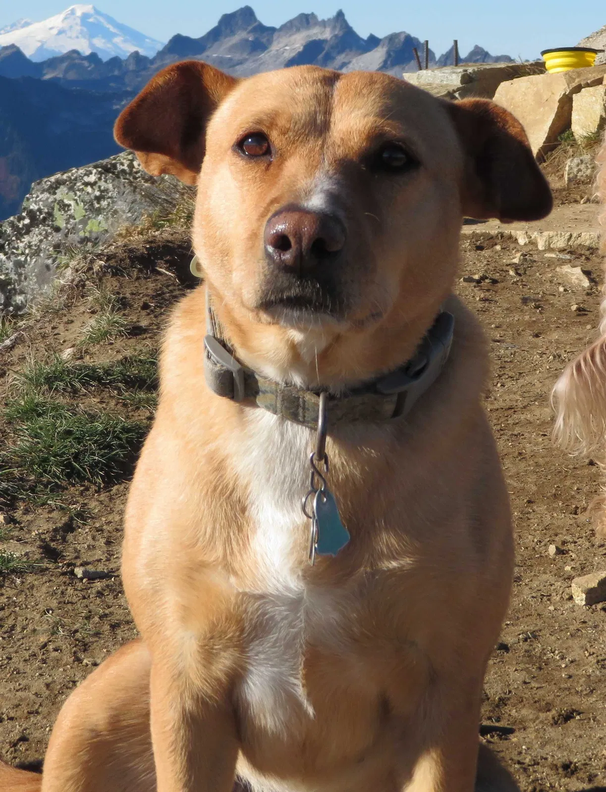 Lost dog in Seattle, WA, 98103