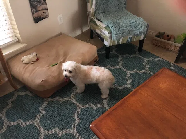 Lost dog in Spring, TX, 77388