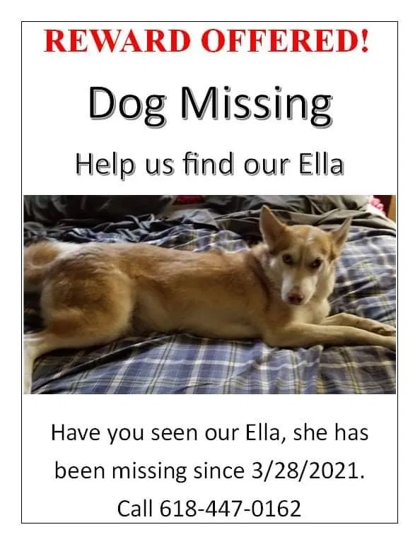 Lost dog in Pocahontas, IL, 62275