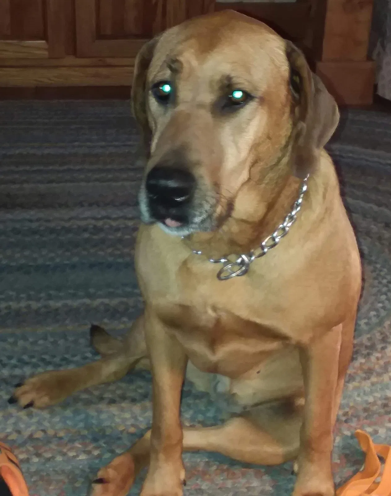Lost dog in Riceville, TN, 37370