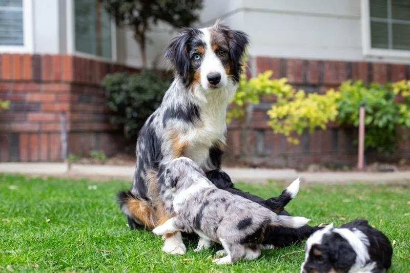 Lost dog in Covina, CA, 91723