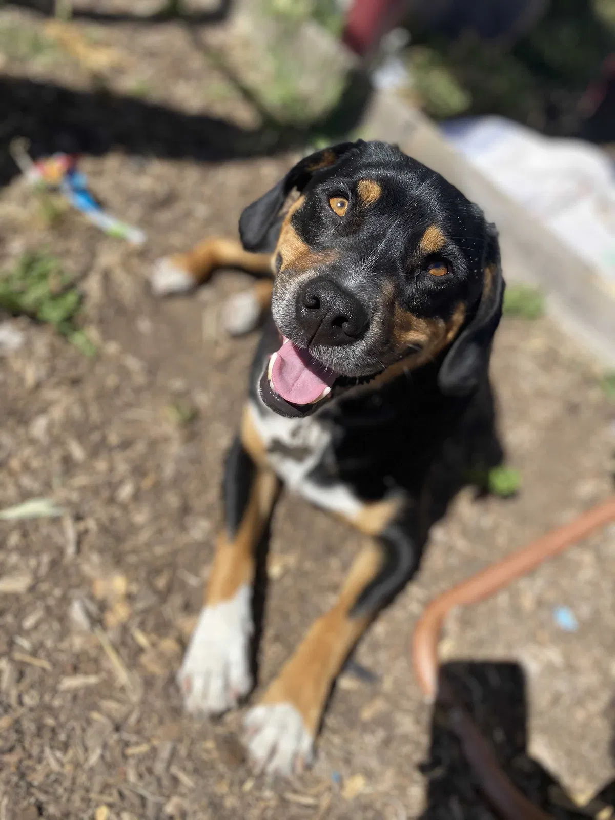 Lost dog in Sonoma, CA, 95476
