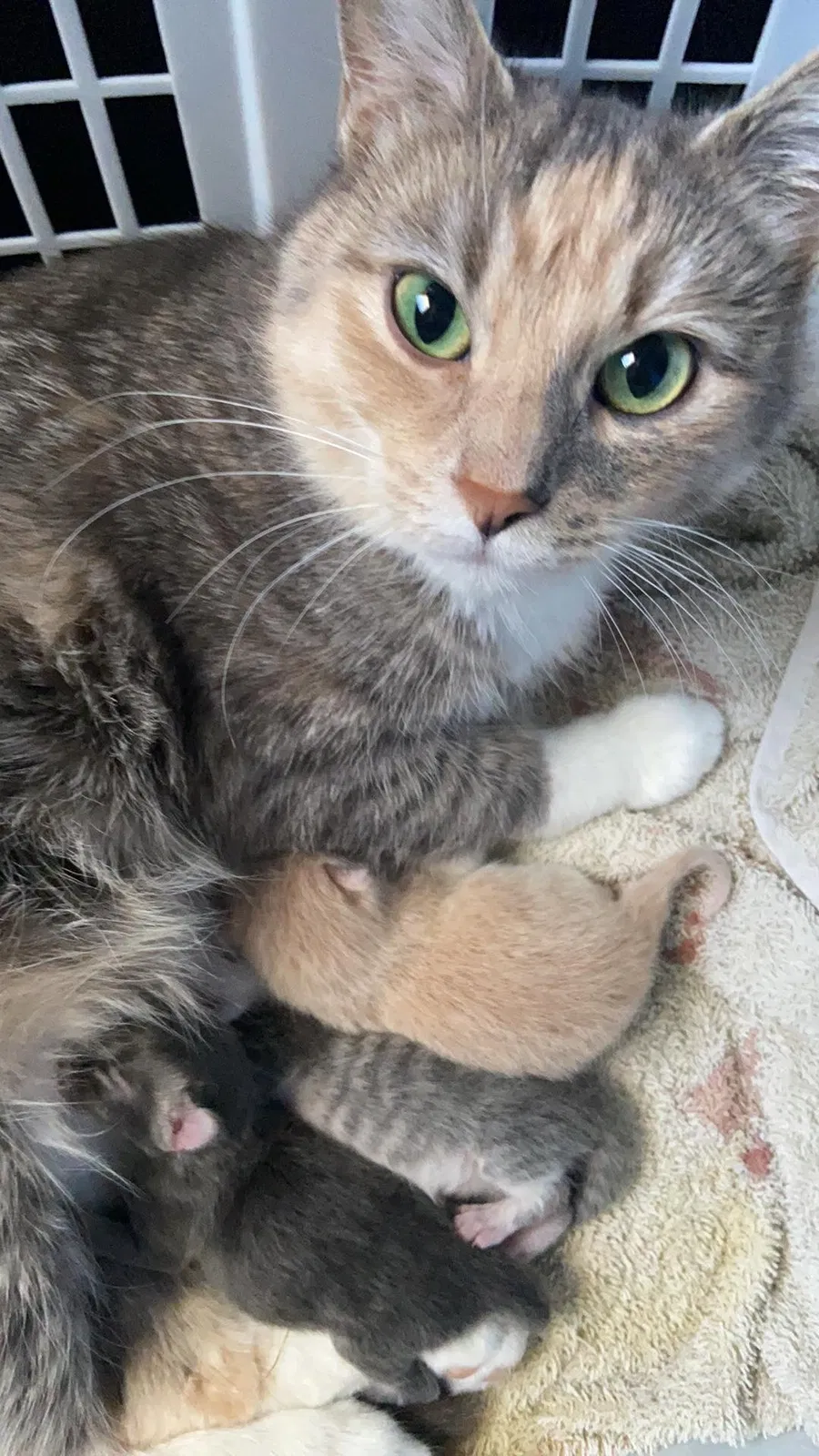 Lost cat in Reno, NV, 89506