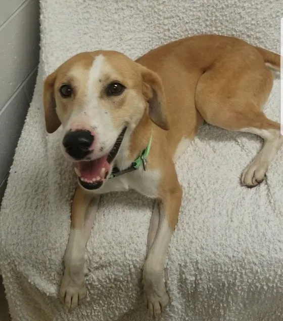 Lost dog in Nashville, TN, 37217