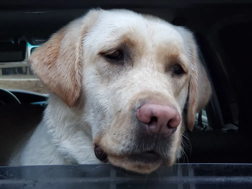 Lost dog in Blacksburg, SC, 29702