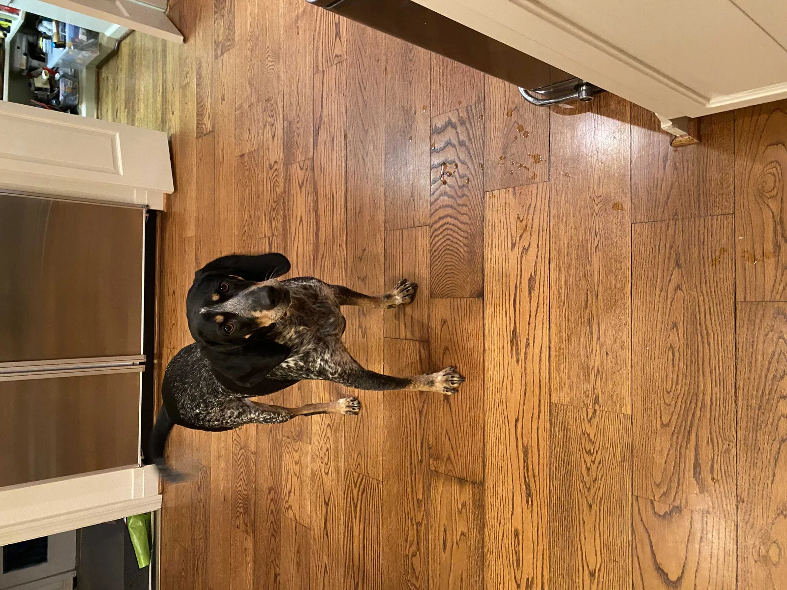 Found dog in Birmingham, AL, 35213