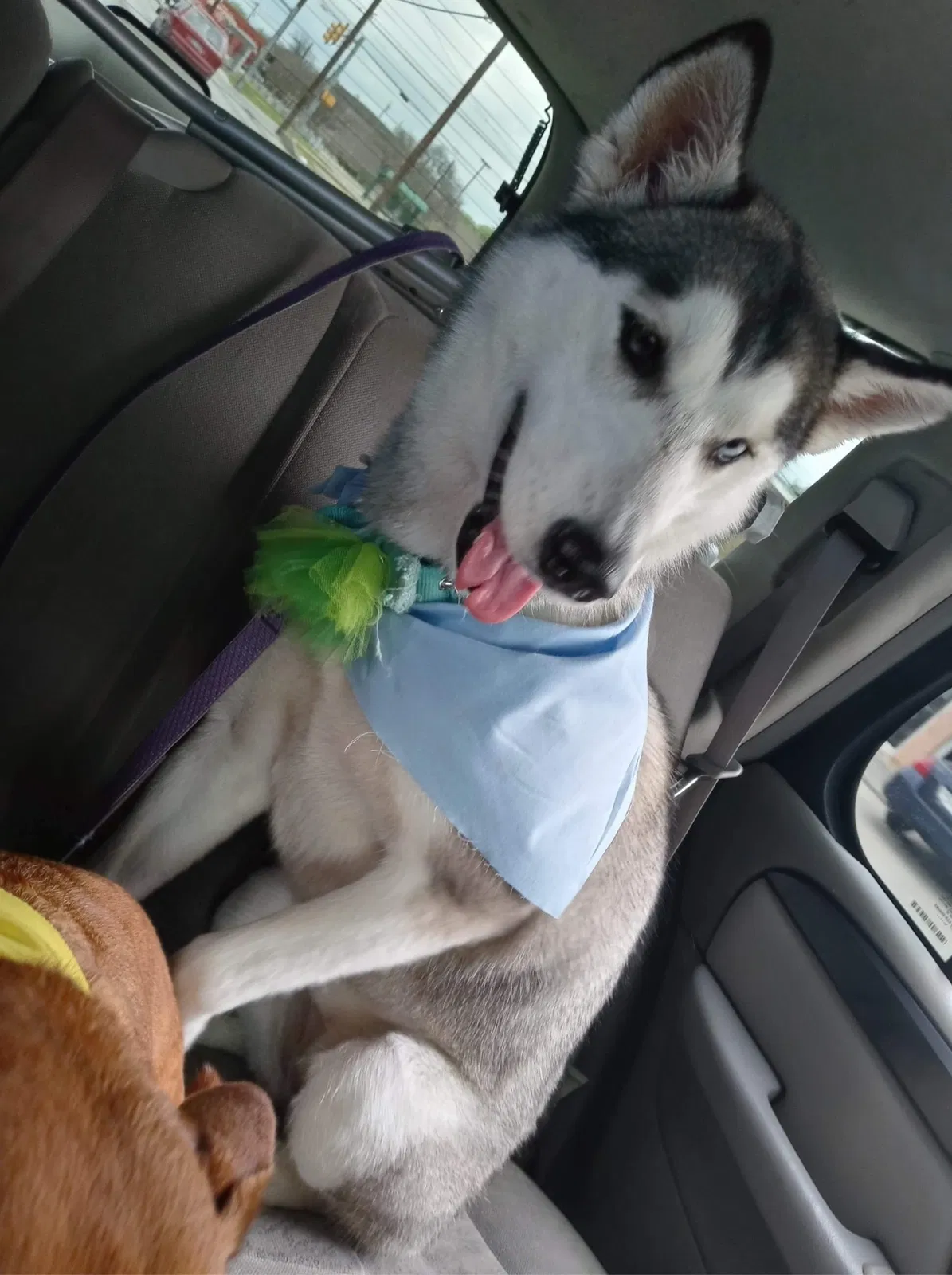 Lost dog in San Antonio, TX, 78212
