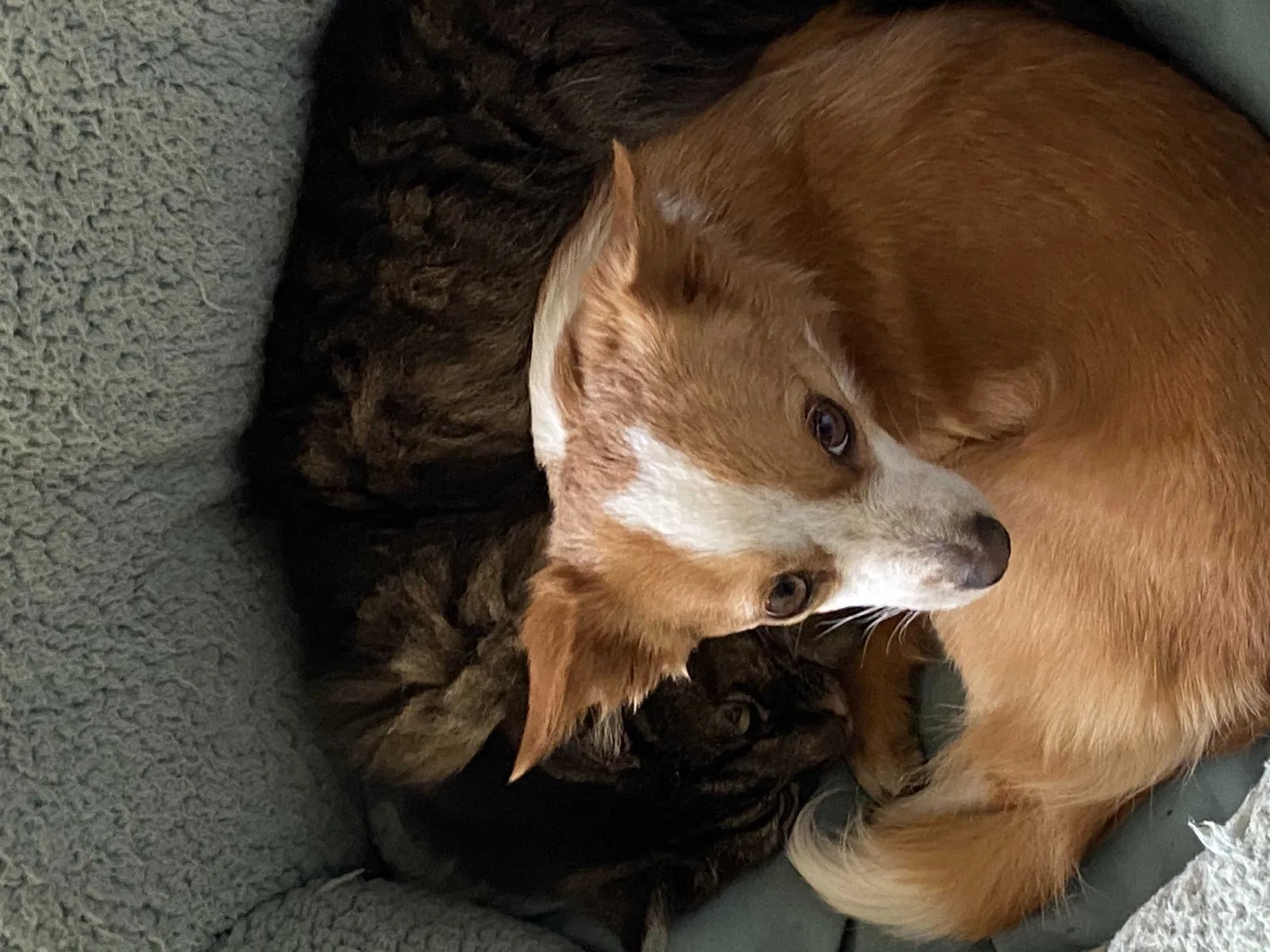 Lost dog in Fort Collins, CO, 80521