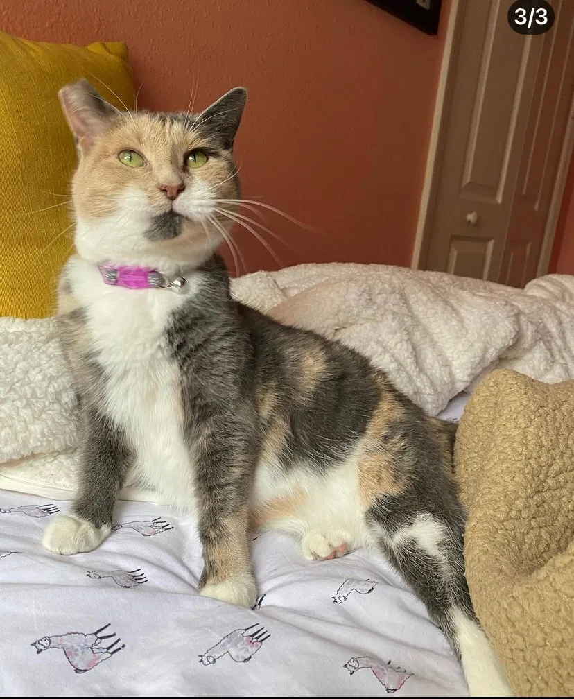 Lost cat in Tampa, FL, 33626