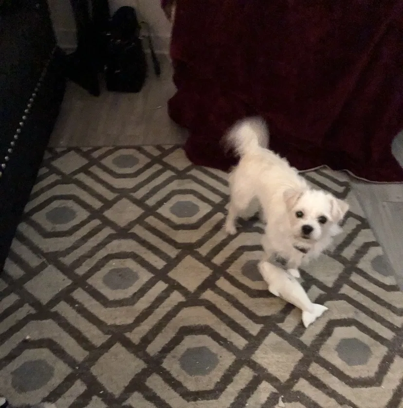 Lost dog in Cumming, GA, 30028