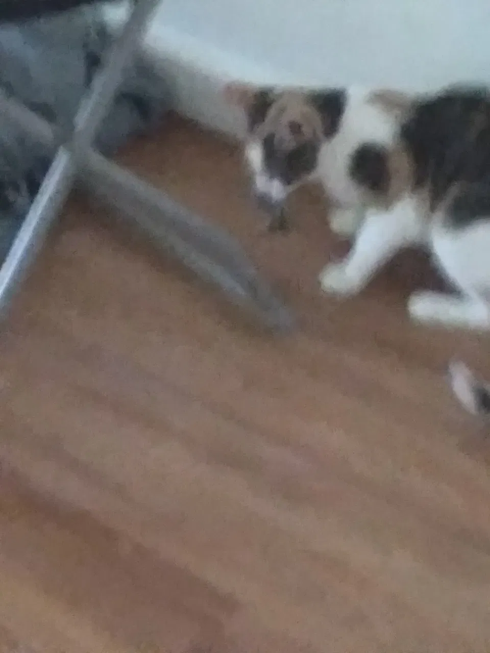 Lost cat in Baltimore, MD, 21218