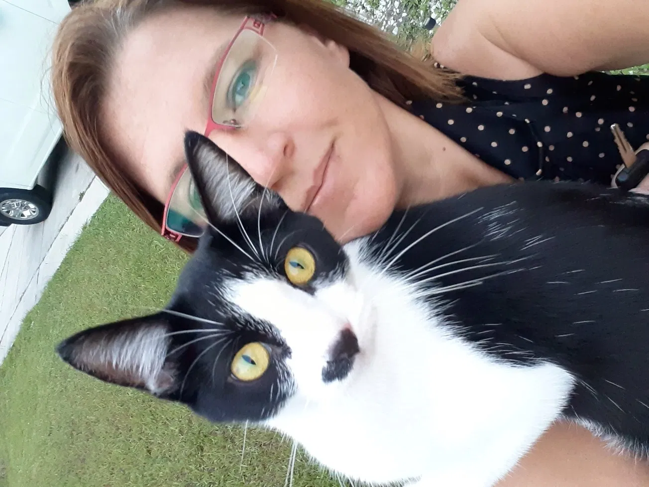 Lost cat in North Port, FL, 34288