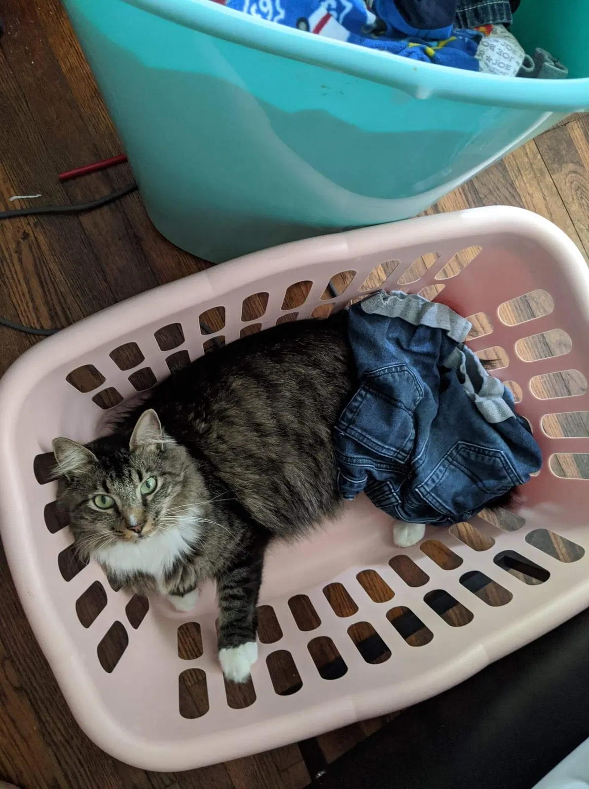 Lost cat in Dayton, OH, 45415
