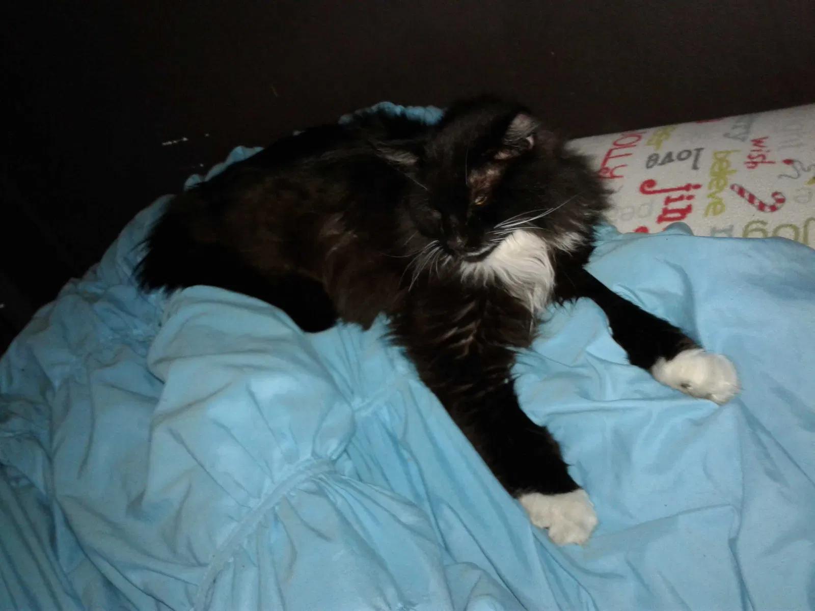Found cat in Minneapolis, MN, 55412