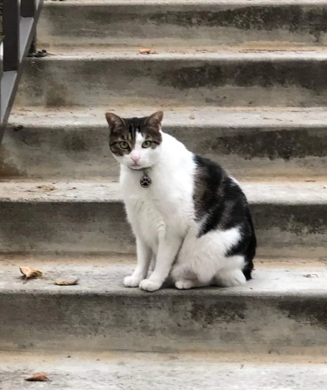 Lost cat in Rancho Santa Margarita, CA, 92688