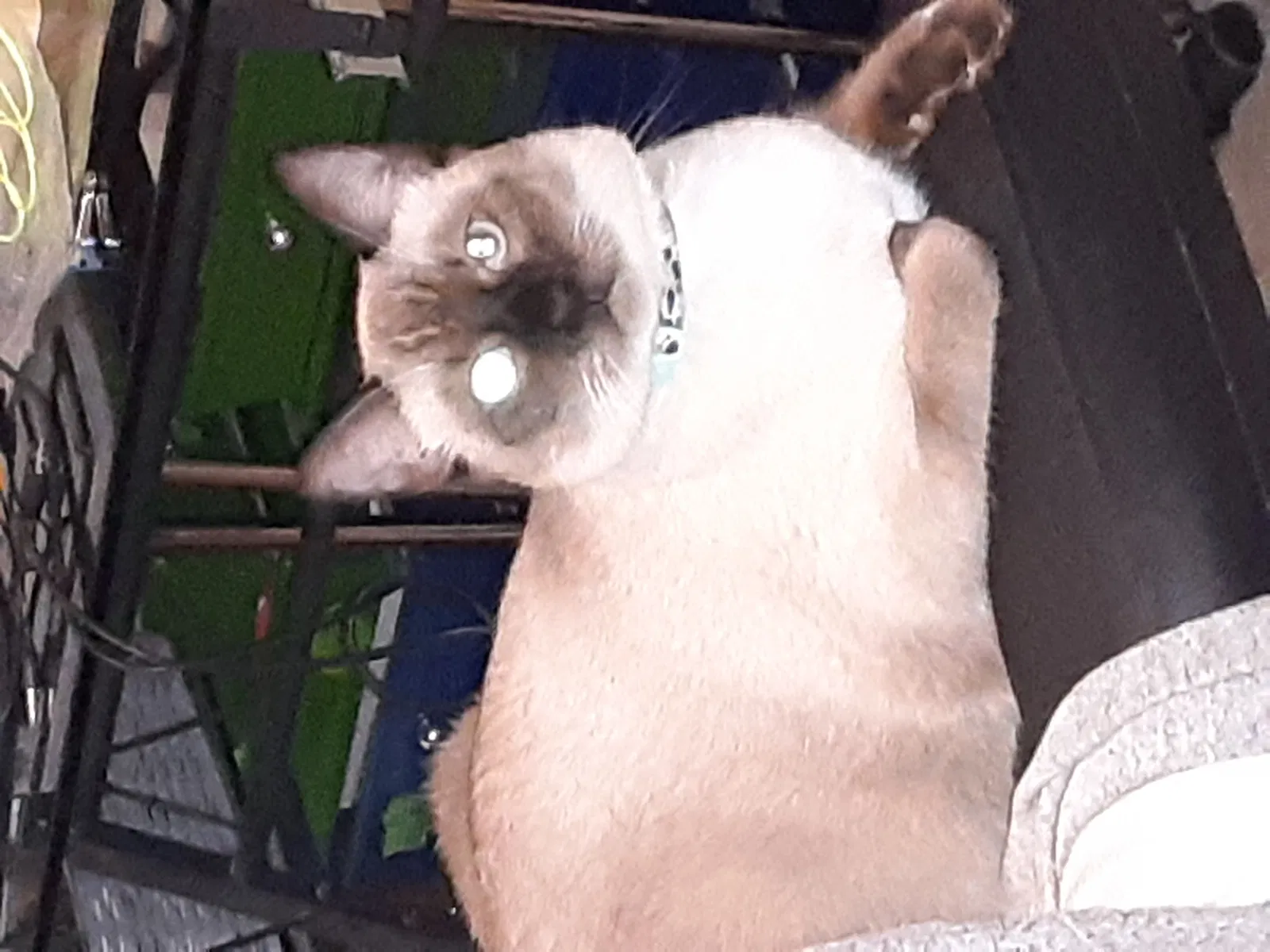 Lost cat in Fresno, CA, 93723