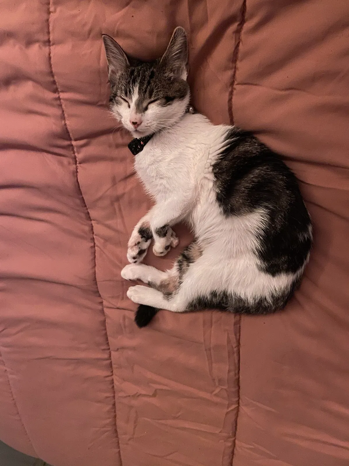 Lost cat in Lowell, MA, 1850