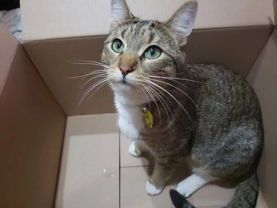 Lost cat in Snoqualmie, WA, 98065