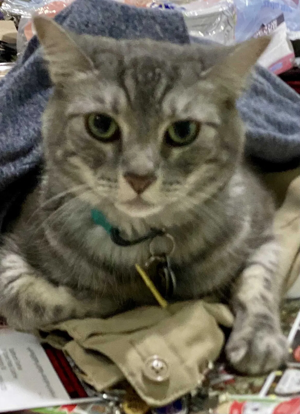 Lost cat in West Palm Beach, FL, 33406