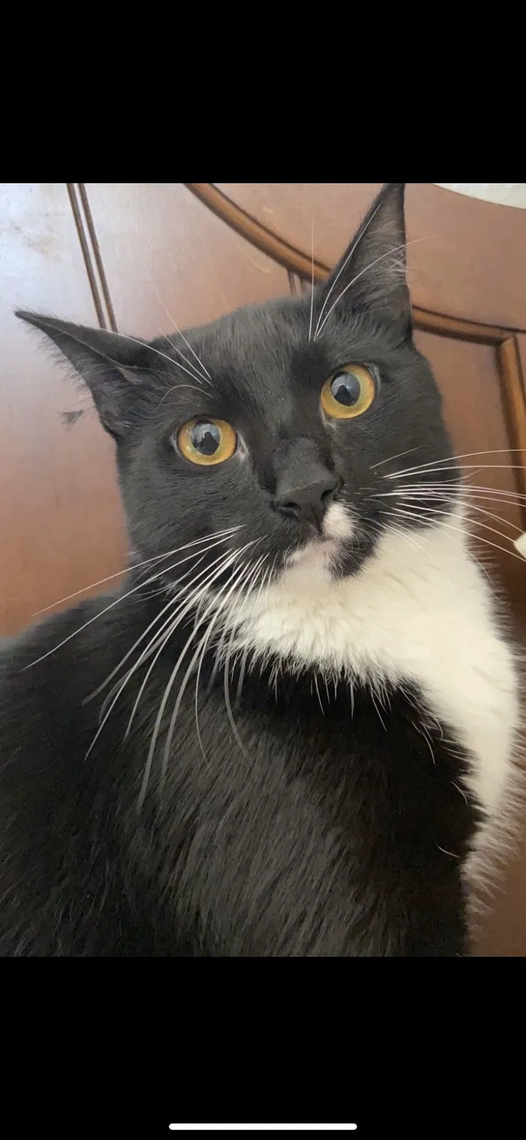 Lost cat in Irvine, CA, 92614